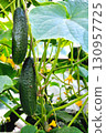 cucumbers, cucumber flowers and leaves on branches, cucumber plantation,  selective focus 130957725