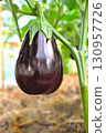 Eggplant on a branch in a greenhouse, ripe juicy eggplant in sunlight on a plant in a greenhouse, selective focus, soft focus 130957726