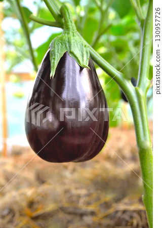 Eggplant on a branch in a greenhouse, ripe juicy eggplant in sunlight on a plant in a greenhouse, selective focus, soft focus Eggplant on a branch in a greenhouse, ripe juicy eggplant in sunlight on a plant in a greenhouse, selective focus, soft focus 130957726