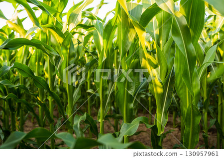 Fresh green corn field with sunlight shining through leaves 130957961