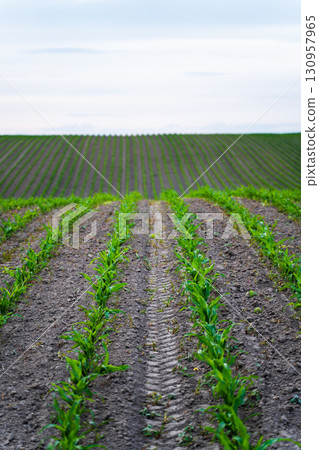 Corn field with green seedlings sprouting from soil rows under cloudy sky in 130957965