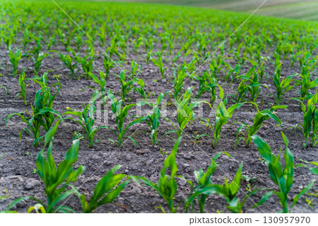 Rows of young corn plants growing in cultivated farmland soil Rows of young corn plants growing in cultivated farmland soil 130957970