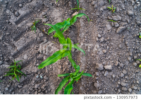 Top view of corn sprouts aligned on dry agricultural soil, tidy rows and early growth stage 130957973