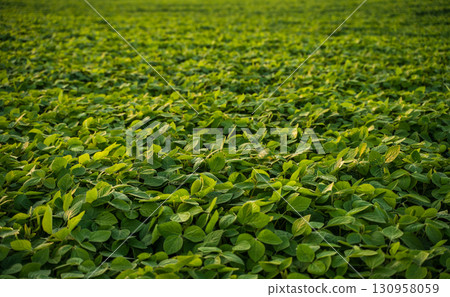 Endless soybean plantation field with dense green plants 130958059