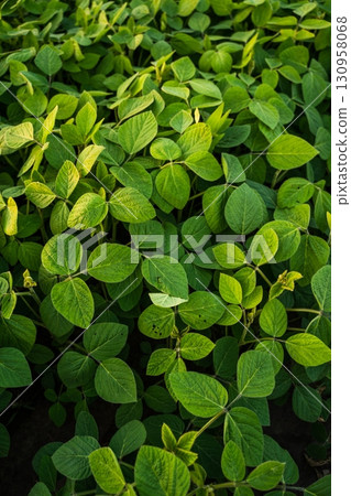 Close up green soybean leaves on cultivated farmland field Close up green soybean leaves on cultivated farmland field 130958068