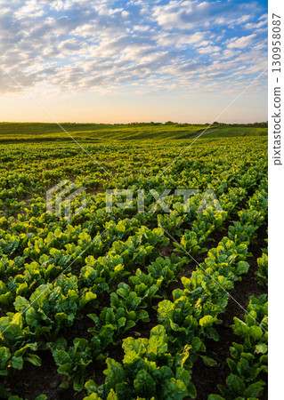 Sugar beet field landscape with green plants and cloudy summer sky 130958087