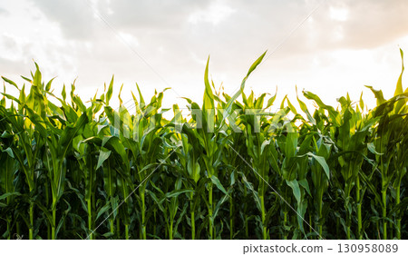 Green corn plants growing in the field under summer sunset sky 130958089