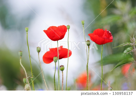 Scenic view of bright red blossoming poppy corn flowers on beautiful green wildflower grassland meadow at warm sunny sunrise or sunset morning light. Scenic nature biodiversity wild floral background Scenic view of bright red blossoming poppy corn flowers on beautiful green wildflower grassland meadow at warm sunny sunrise or sunset morning light. Scenic nature biodiversity wild floral background 130958137
