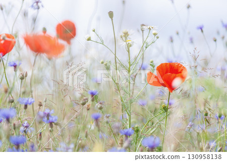 Scenic view of bright red blossoming poppy corn flowers on beautiful green wildflower grassland meadow at warm sunny sunrise or sunset morning light. Scenic nature biodiversity wild floral background Scenic view of bright red blossoming poppy corn flowers on beautiful green wildflower grassland meadow at warm sunny sunrise or sunset morning light. Scenic nature biodiversity wild floral background 130958138
