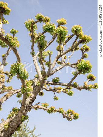 The tree is Pittocaulon praecox, commonly known as the Broomstick Tree or "palo loco" (crazy tree) is a species within the genus Pittocaulon. 130958224