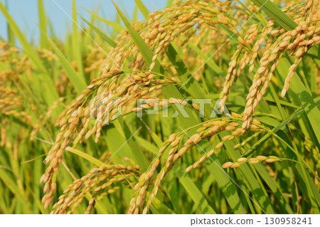 Fruited rice panicle 130958241