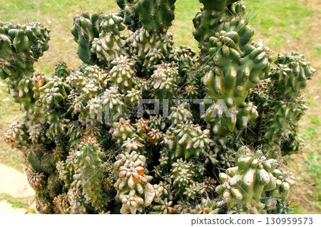 Big green prickly cactus with long thorns in nature botanical garden. Big green prickly cactus with long thorns in nature botanical garden. 130959573