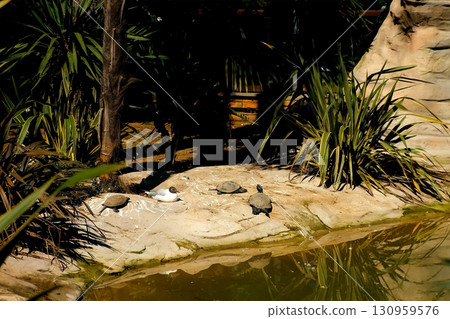 Water turtles basking on rocks in sun by lake in zoo on hot summer day. Water turtles basking on rocks in sun by lake in zoo on hot summer day. 130959576
