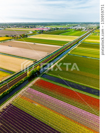 Vibrant aerial view of colorful tulip fields divided into long rows, with a canal and road running through the flat landscape under a clear sky. 130959751