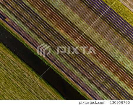 Colorful agricultural fields in long parallel rows of green, brown, purple, and yellow, divided by a dark diagonal strip, creating a striking geometric landscape. Colorful agricultural fields in long parallel rows of green, brown, purple, and yellow, divided by a dark diagonal strip, creating a striking geometric landscape. 130959760