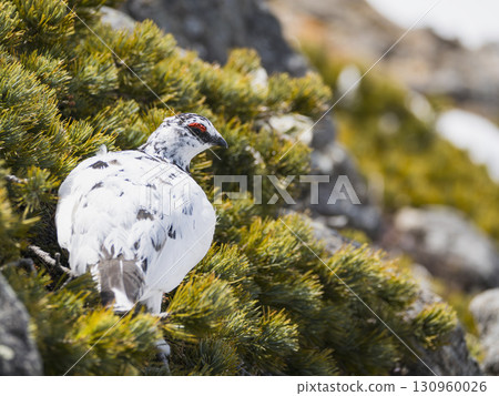 Male Rock Ptarmigan on a Pumila Pine 130960026