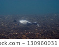 Tufted duck diving (Chitose Salmon Museum) 130960031