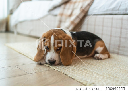 Funny portrait cute puppy dog beagle indoor. Pet dog resting at home. Puppy dog indoors in domestic room. Funny emotional dog having playful mood. Love for pets friendship companion pet care 130960355