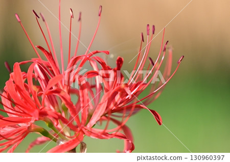 red spider lily 130960397