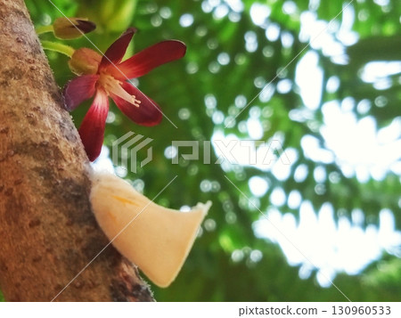 Close-up of starfruit flower and fruit growing on tree trunk with natural bokeh 130960533