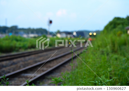 真岡鐵道翠華號列車在秋日的氣息中行駛。 130960627