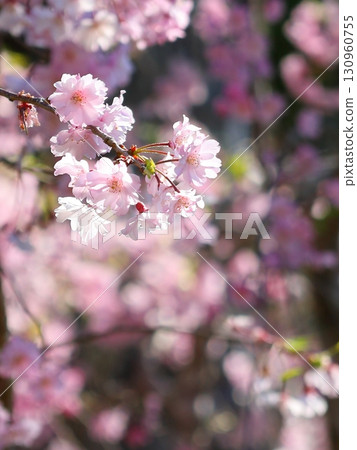 雙櫻花 雙櫻花 130960755