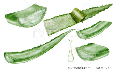 Aloe vera watercolor big set. Green leaf of the plant on a white background. Clip art botanical. Ideal for packaging cosmetics, posters of cosmetic clinics. Botanical succulent aloe. 130960758