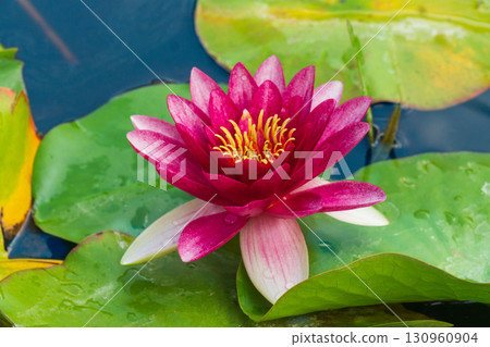 Beautiful red water lily blossoms on green lily pads in a serene lake setting Beautiful red water lily blossoms on green lily pads in a serene lake setting 130960904