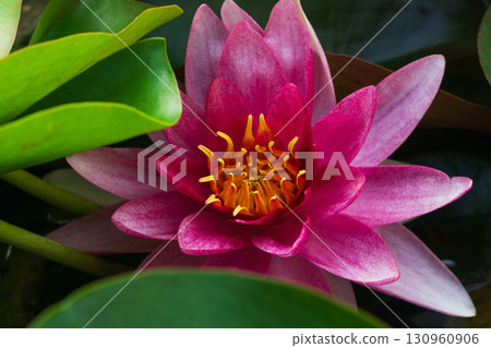 Bright pink water lily blossoms above lush green leaves in tranquil pond setting Bright pink water lily blossoms above lush green leaves in tranquil pond setting 130960906