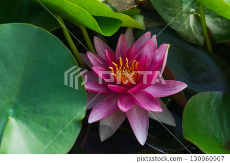 Beautiful pink flower blossoms in a serene pond among lush green leaves Beautiful pink flower blossoms in a serene pond among lush green leaves 130960907