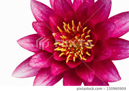 Bright pink flower blossom with vibrant petals and yellow center shown against a white background 130960909