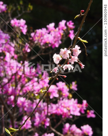 Double cherry blossoms Double cherry blossoms 130960948