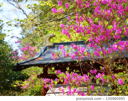 寺廟和三葉杜鵑 130960995