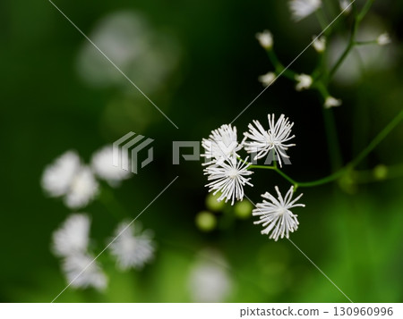 落葉松（Karamatsou）有美麗的白色細絲 130960996