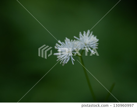 Karamatsusou (Larix kaempferi) has beautiful white filaments 130960997