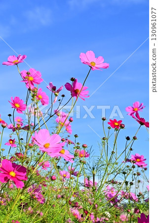 Cosmos cosmos shining in the autumn sky Cosmos cosmos shining in the autumn sky 130961077