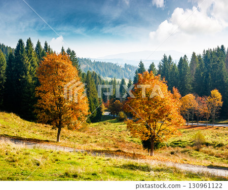 autumn landscape with road through valley near coniferous forest with trees in colorful leaves. beautiful countryside scene in carpathian mountains of ukraine. scenic place on a sunny day autumn landscape with road through valley near coniferous forest with trees in colorful leaves. beautiful countryside scene in carpathian mountains of ukraine. scenic place on a sunny day 130961122