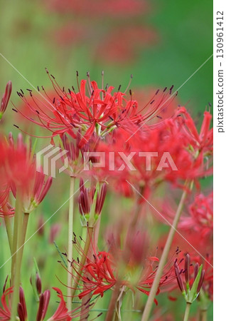 紅蜘蛛百合 紅蜘蛛百合 130961412