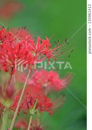 紅蜘蛛百合 130961413