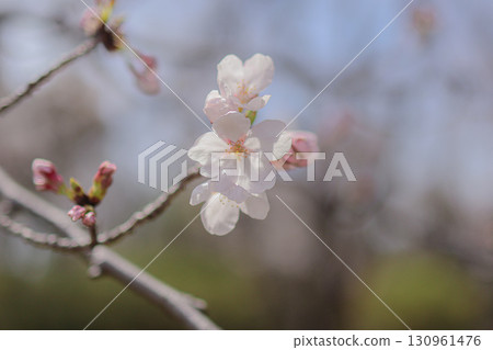 Cherry blossom 130961476