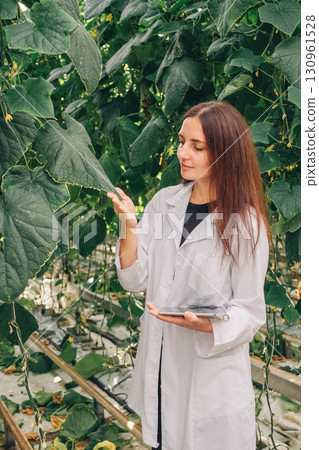 Female agricultural scientist in white lab coat examines green cucumber plants in a greenhouse, holding a tablet, showcasing modern farming techniques and sustainable agriculture practices 130961528