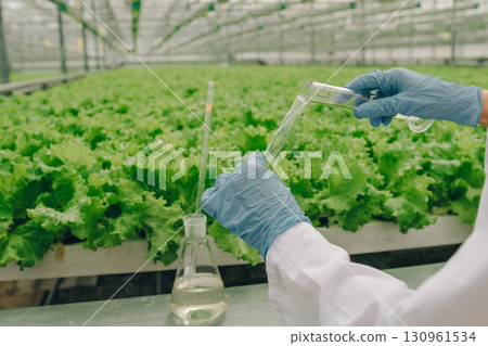 Scientist in laboratory coat conducting experiments with test tubes in a greenhouse filled with vibrant green lettuce, showcasing agricultural research and innovation in sustainable farming practices 130961534