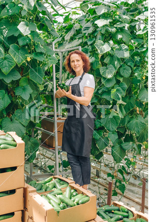 Female gardener stands proudly among lush green cucumber plants in a greenhouse, holding freshly harvested cucumbers, showcasing sustainable agriculture and dedication to organic farming practices Female gardener stands proudly among lush green cucumber plants in a greenhouse, holding freshly harvested cucumbers, showcasing sustainable agriculture and dedication to organic farming practices 130961535