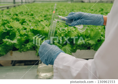 Scientist in lab coat, wearing blue gloves, is measuring liquid in graduated cylinder while surrounded by vibrant green lettuce plants in a greenhouse, showcasing agricultural research and innovation 130961553