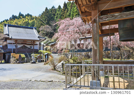 Cherry blossoms bloom at Myoryu-ji Temple, a Nichiren sect temple in Toho Village, Asakura County, Fukuoka Prefecture Cherry blossoms bloom at Myoryu-ji Temple, a Nichiren sect temple in Toho Village, Asakura County, Fukuoka Prefecture 130961701
