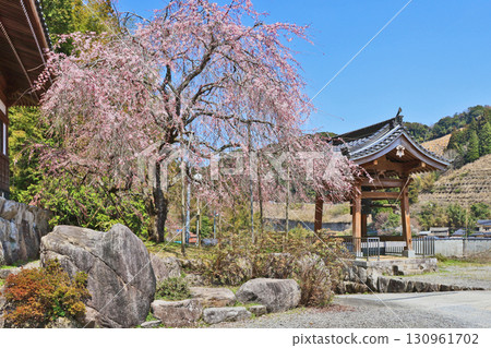 福岡縣朝倉市東寶村日蓮宗妙立寺的垂枝櫻花 福岡縣朝倉市東寶村日蓮宗妙立寺的垂枝櫻花 130961702