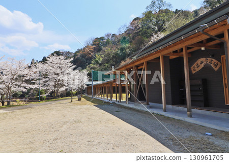 Cherry blossoms bloom at the Hoshuzan Kyudo Field in Toho Village, Asakura County, Fukuoka Prefecture Cherry blossoms bloom at the Hoshuzan Kyudo Field in Toho Village, Asakura County, Fukuoka Prefecture 130961705