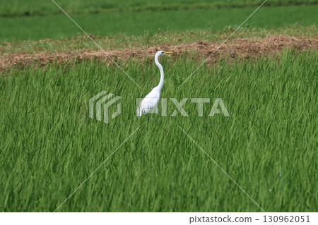 A white egret stands out among the greenery of the rice paddies 130962051