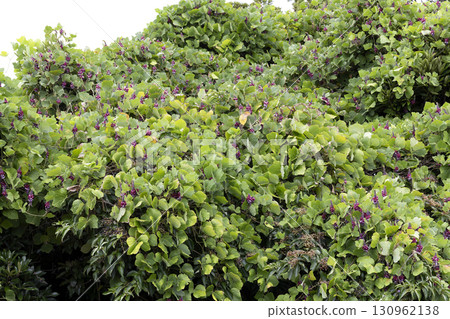 Kudzu Kudzu 130962138