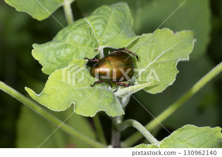 很棒的玻璃 很棒的玻璃 130962140